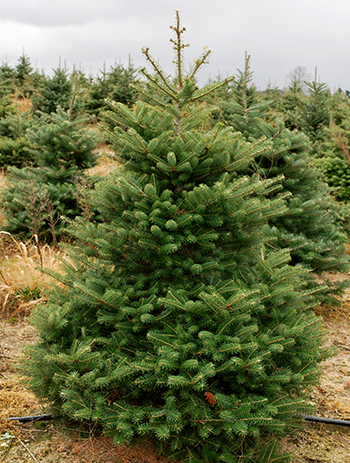 Korean fir