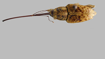 Large chestnut weevil