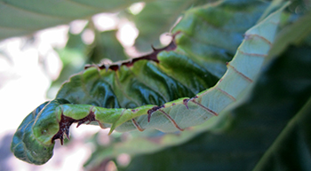 Leafhopper damage