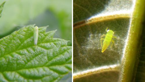 Light green potato leafhopper adult (left) and bright green immature nymph (right).