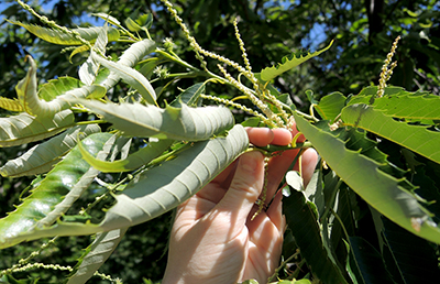 Leaf cupping caused by leafhopper feeding on chestnut