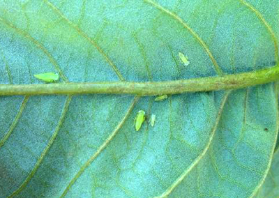potato leafhopper