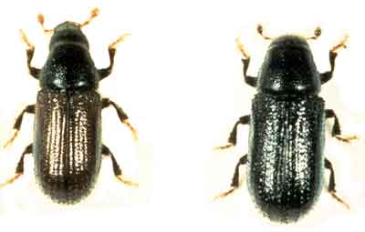 Pine shoot beetle adults
