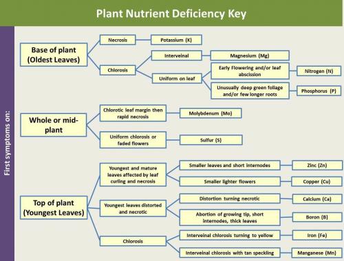 Plant nutrient deficiency key