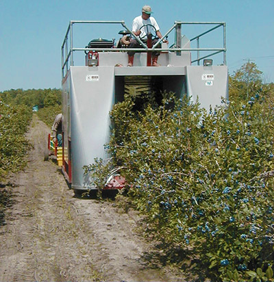 Blueberry harvester