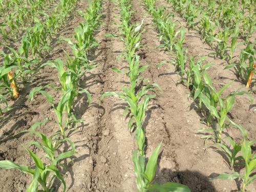 Corn planted in 20-inch rows