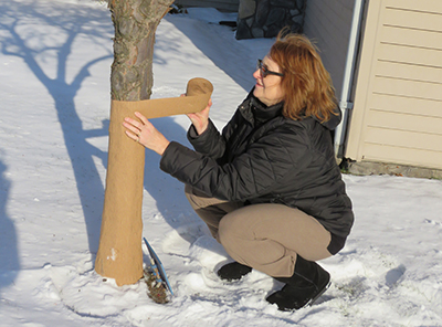 Wrapping a tree trunk.