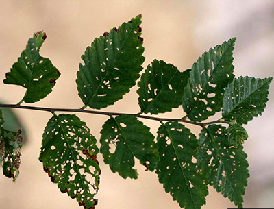 leaf damage
