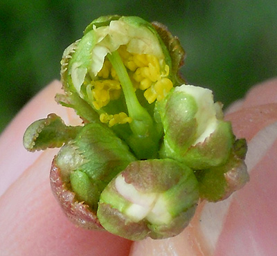 Green pistil in flower bud