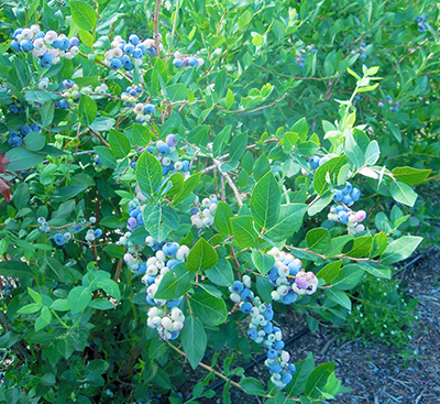 Elliot blueberries