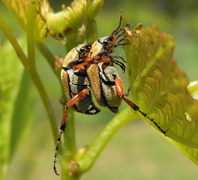 Rose chafers mating