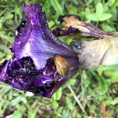 slug on iris