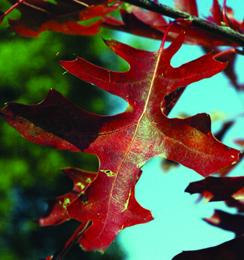 Quercus ellipsoidalis leaves