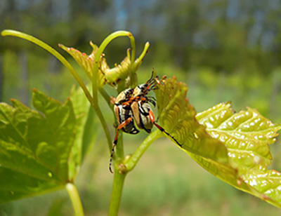 Close-up of two insects mating