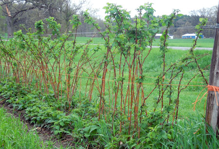 Red raspberry growth