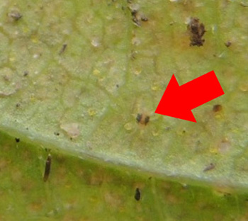 twospotted spidermite as seen with naked eye