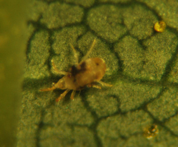 Twospotted spider mite on hop close-up