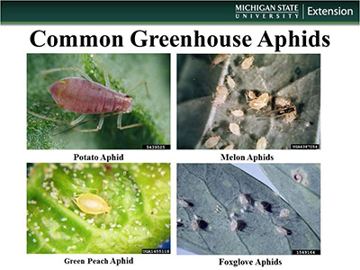 Graphic of different aphid species