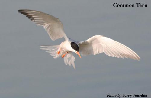 Common tern shown flying