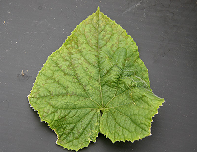 Downy mildew infection on cucumber leaf