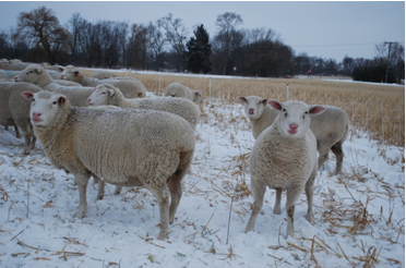 Healthy ewes grazing cover crop mixtures through the snow