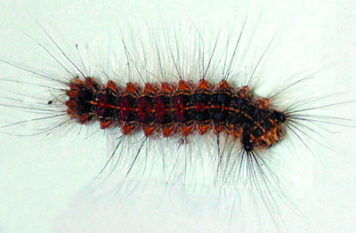 Mature gypsy moth larva
