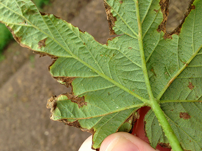 Potato leafhopper damage on leaf.