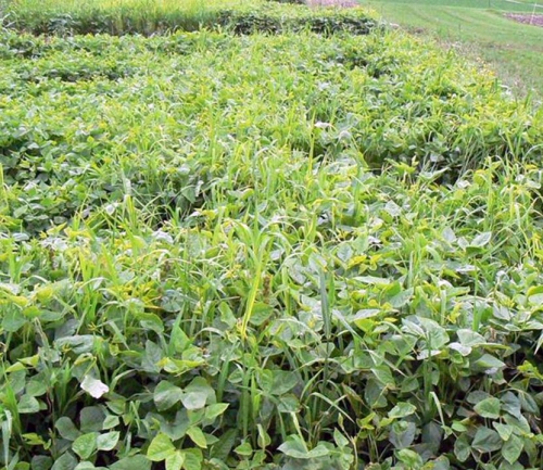 Mid-summer planting of cowpea