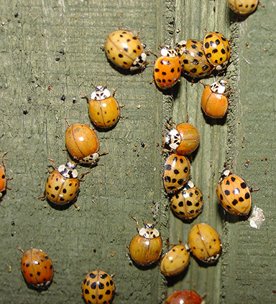 multi-colored Asian lady beetles