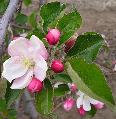 normal apple cluster bloom