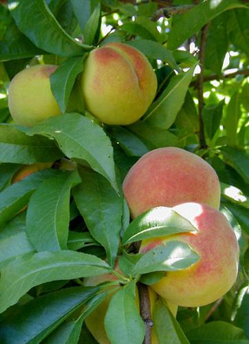 Peaches in tree.