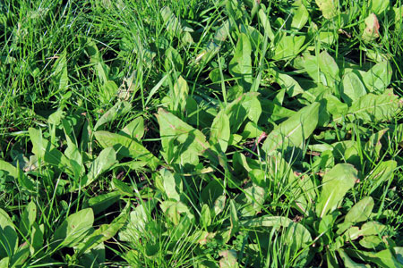 Ryegrass and forage chicory