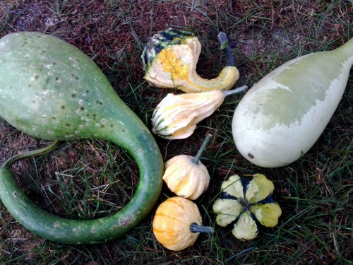 Water-soaked appearance on vegetables