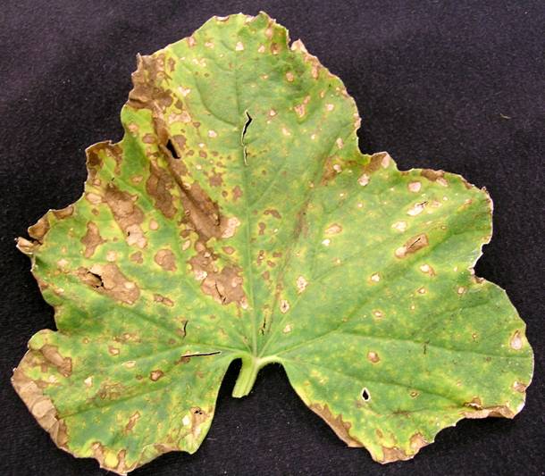 Downy mildew on melon