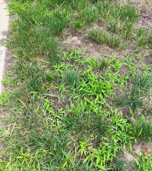 Crabgrass growing in a lawn.
