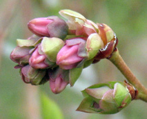 Early pink bud