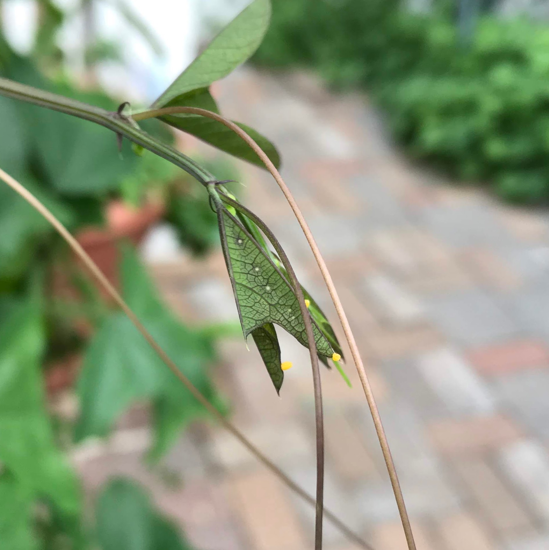 Butterfly Eggs