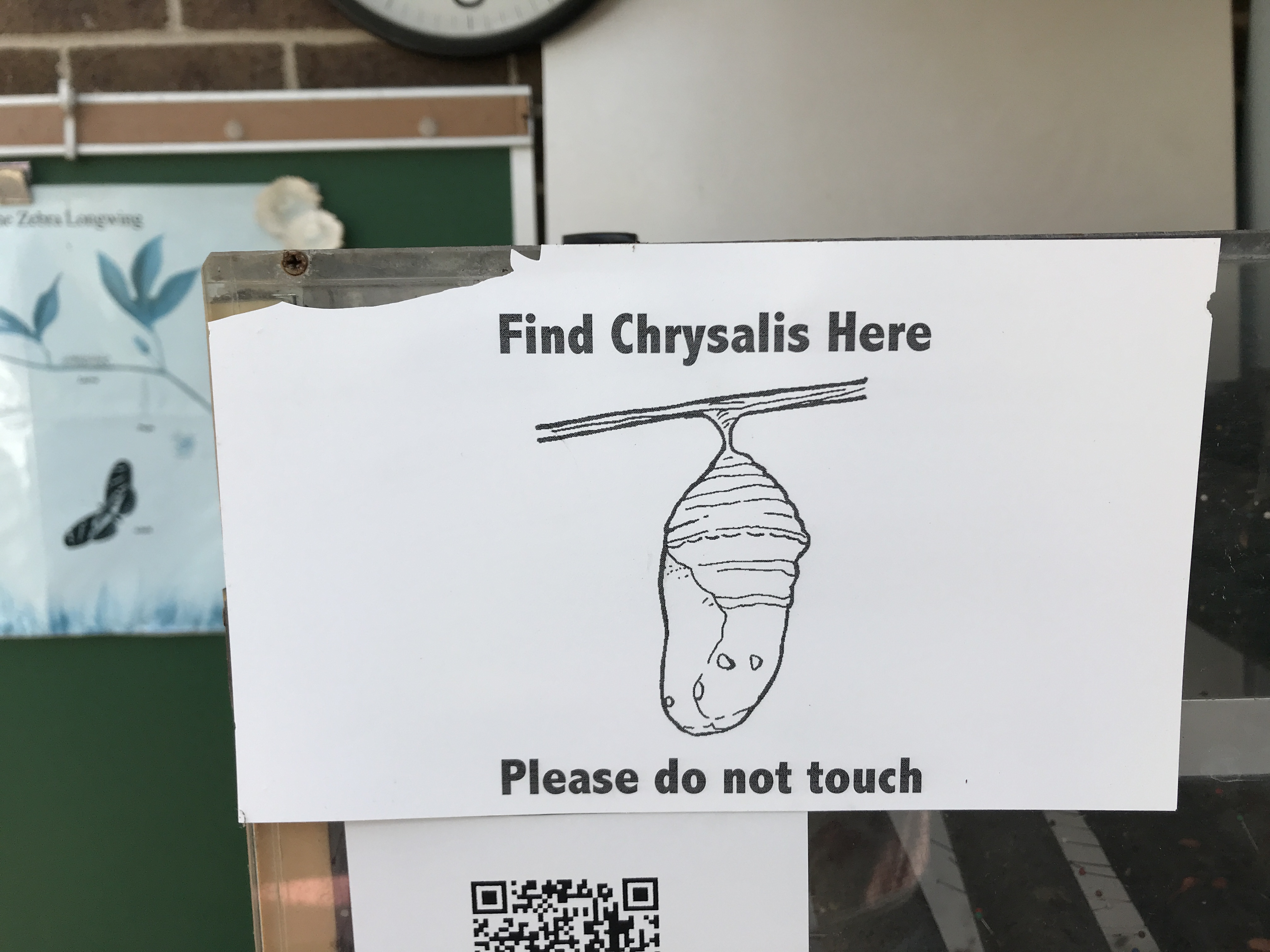 Butterfly chrysalis sign