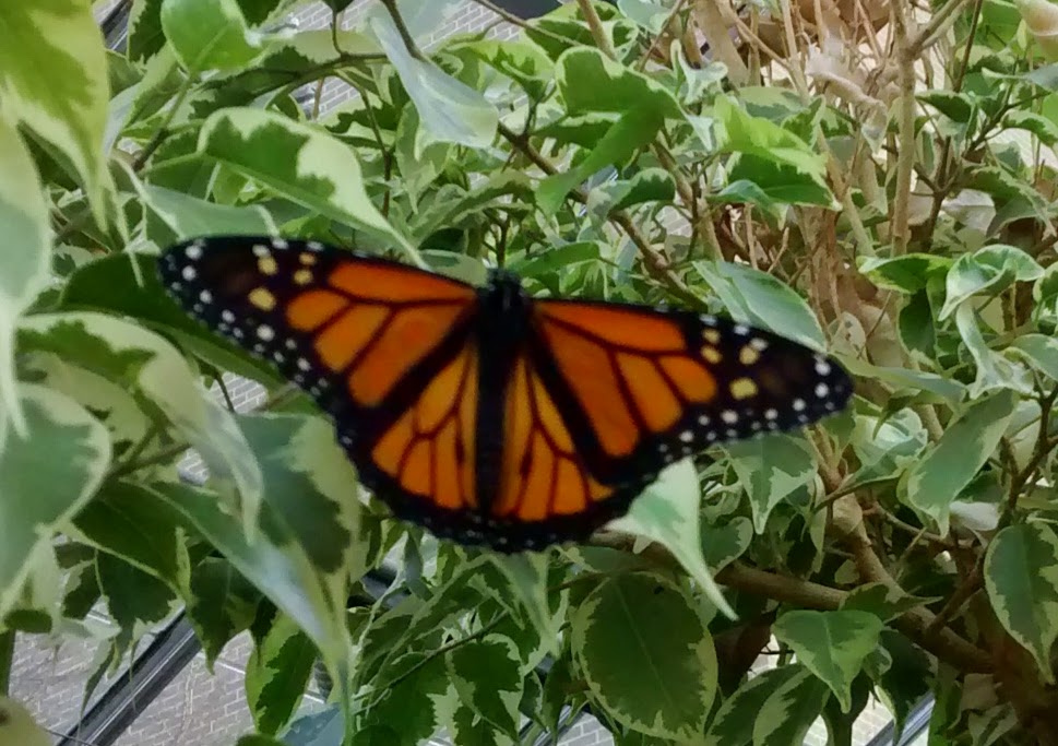 Monarch butterfly