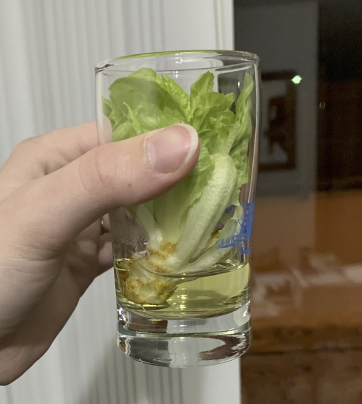 Rooting Celery in a glass
