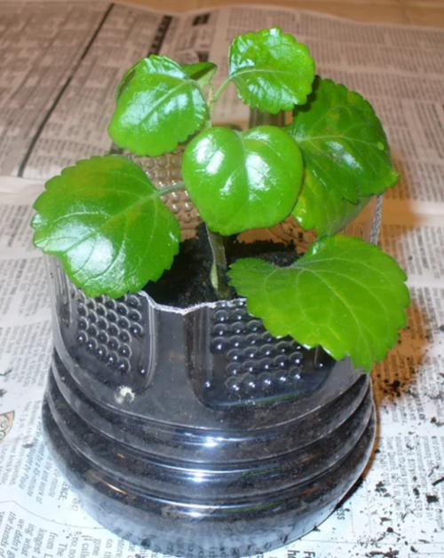 Basil growing in reused plastic bottle.