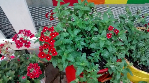 Verbena flowers