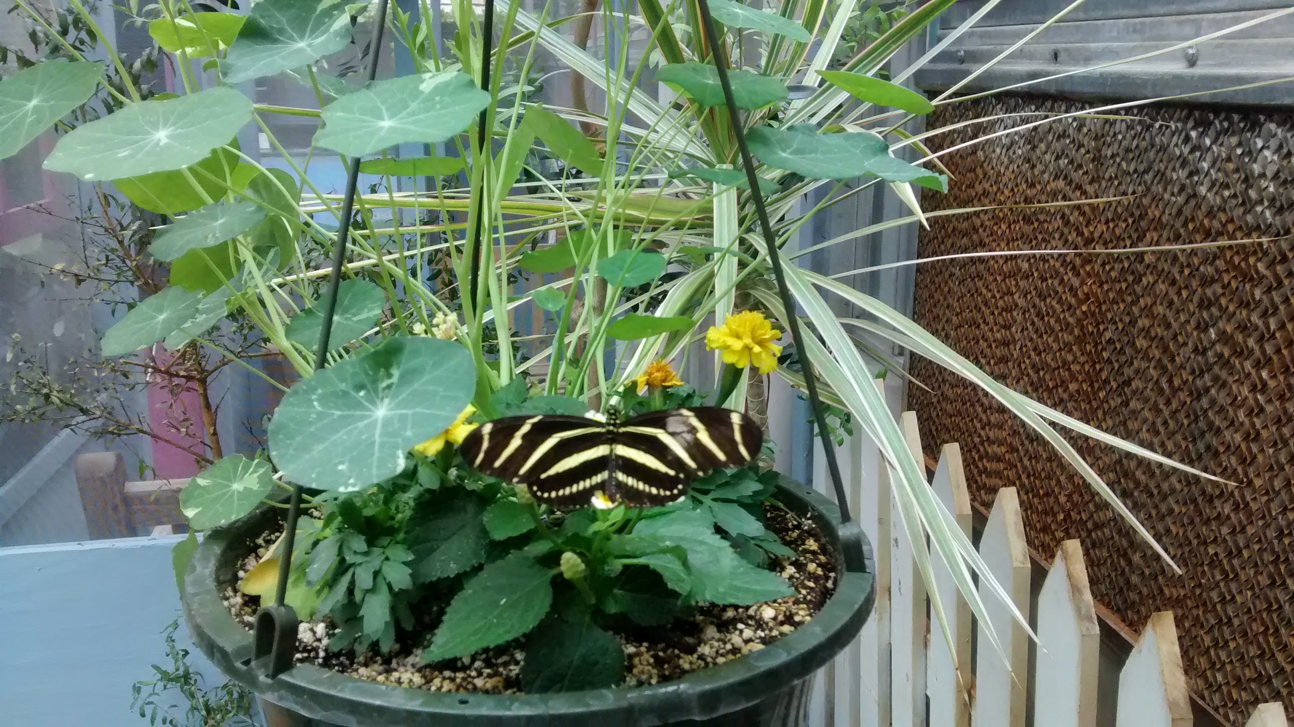 Zebra Longwing butterfly