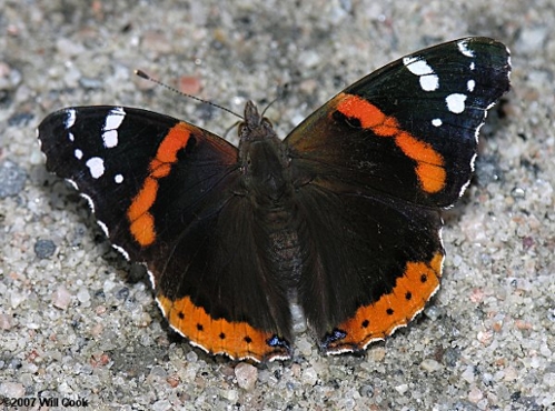 Red Admiral butterfly