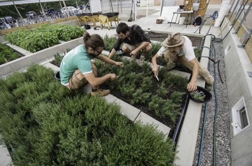 Students work in the Bailey Greenhouse as part of the Residential Initiative on the Study of the Environment, otherwise known as RISE.