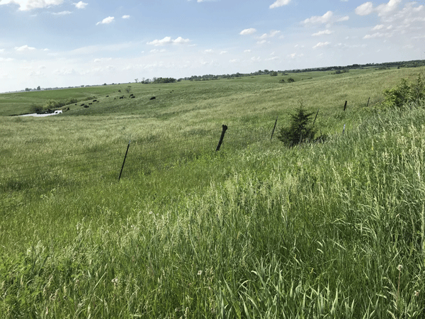 Southern-Iowa_grassland1_2018_05_24
