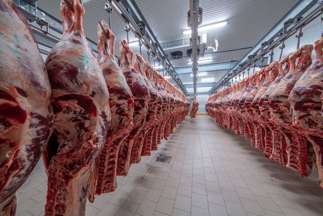 Slabs of meat hanging in a cooler