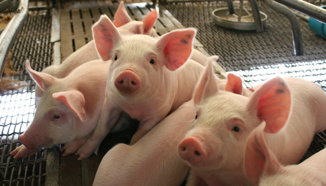 A group of piglets