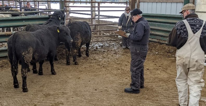 Bulls being evaluated.