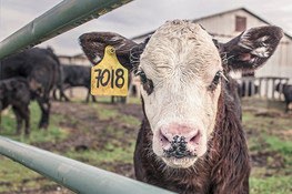 A calf with an ear tag looking at the camera.